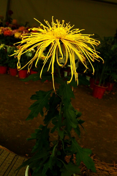 秋天的菊花