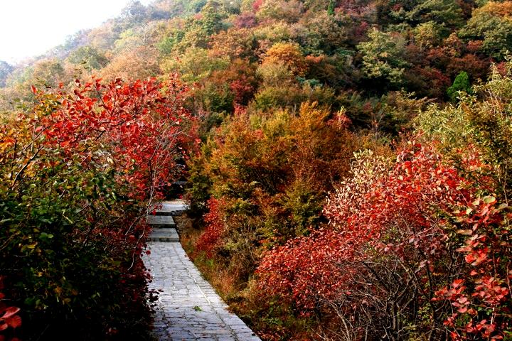 【原创】加明虎年摄影专辑 (不断增添中)－最新的河南风光分享