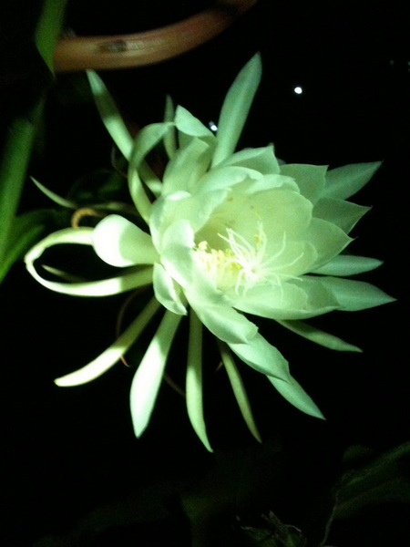 [原创]昙花终于怒放