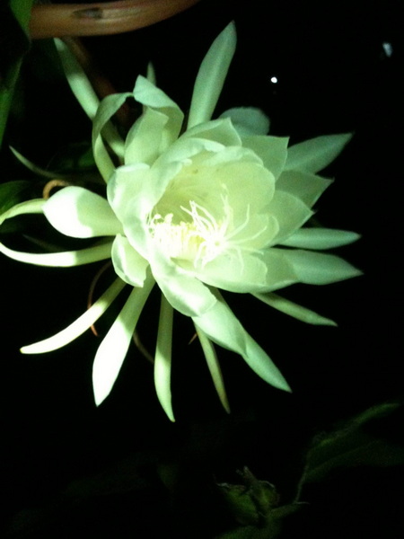 [原创]昙花终于怒放
