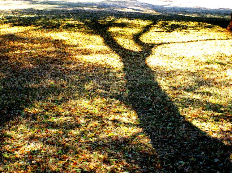 [原创]    硕果飘香枫正红   随遇而安笑谈中