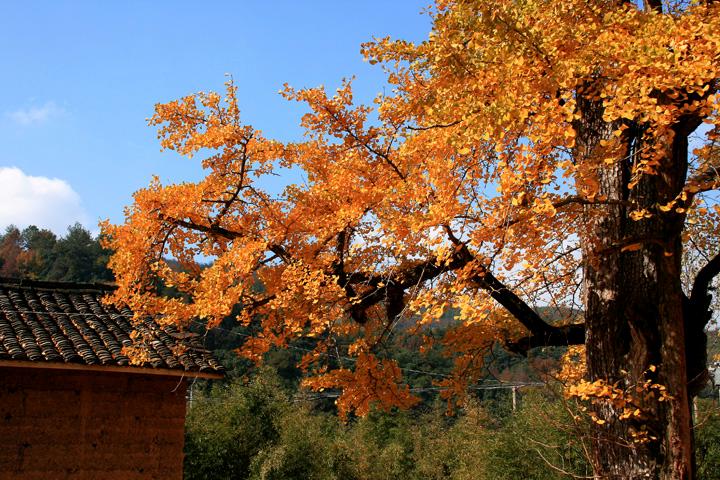 【原创】加明虎年摄影专辑 (不断增添中)－最新的秋菊来了分享