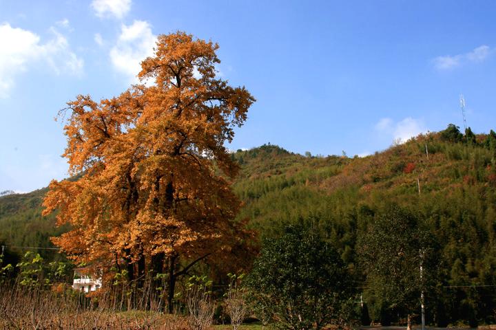 【原创】加明虎年摄影专辑 (不断增添中)－最新的秋菊来了分享
