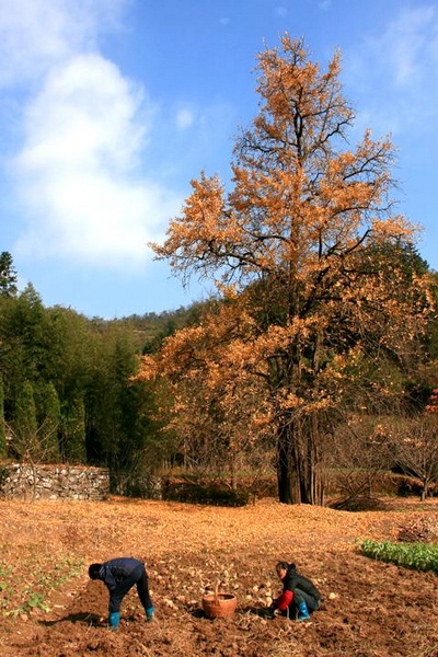 【原创】加明虎年摄影专辑 (不断增添中)－最新的秋菊来了分享