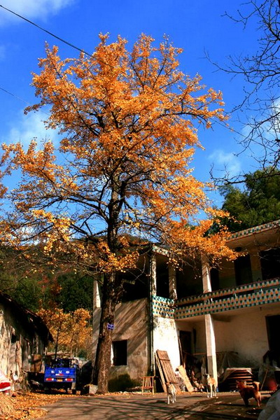 【原创】加明虎年摄影专辑 (不断增添中)－最新的秋菊来了分享