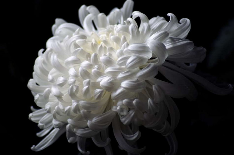 秋菊