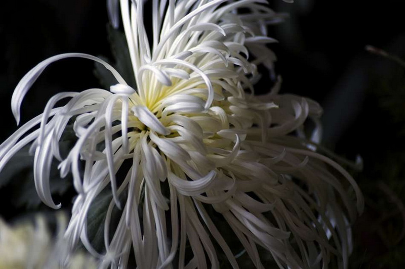 秋菊