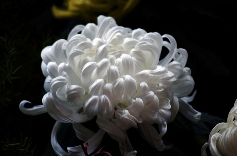 秋菊