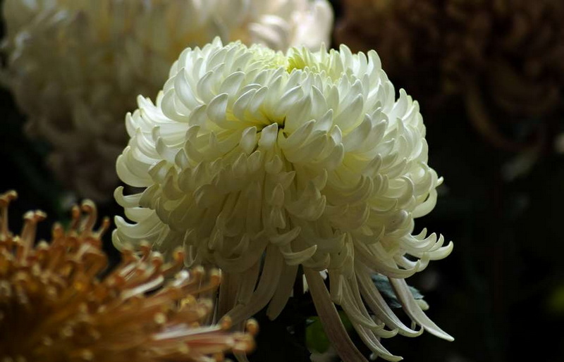 秋菊