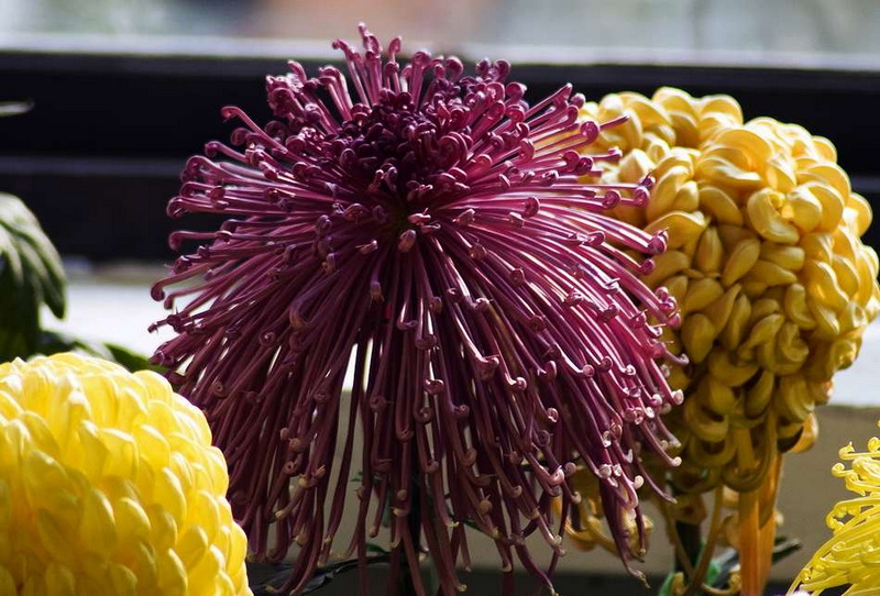 秋菊