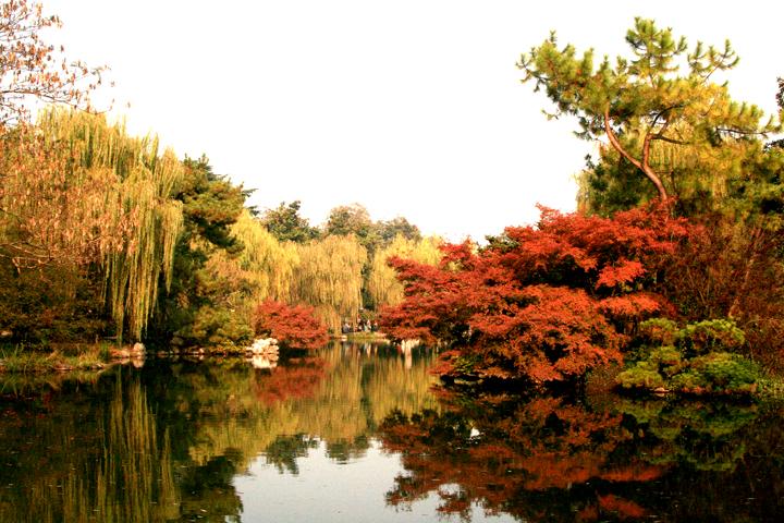 【原创】加明虎年摄影专辑 (不断增添中)－最新的秋菊来了分享