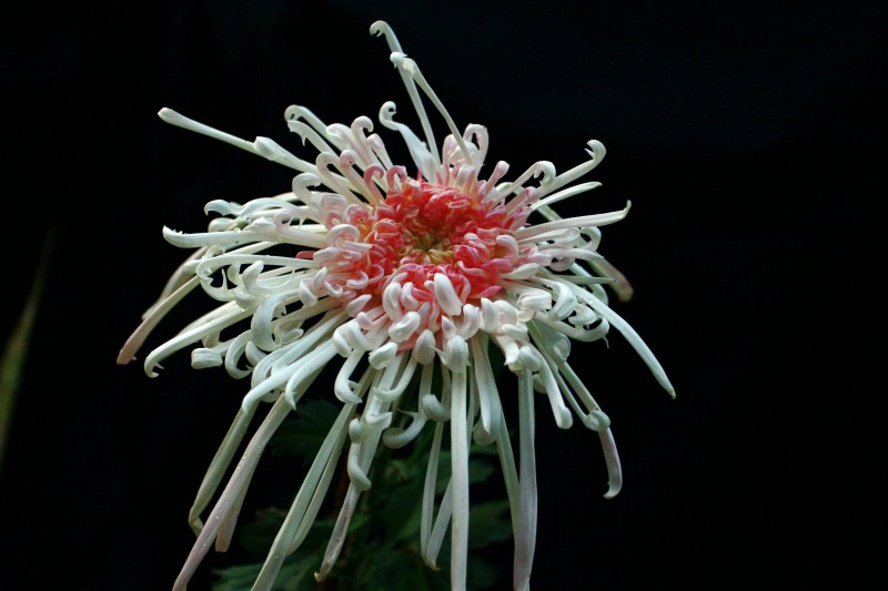 秋菊