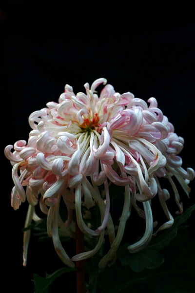 秋菊