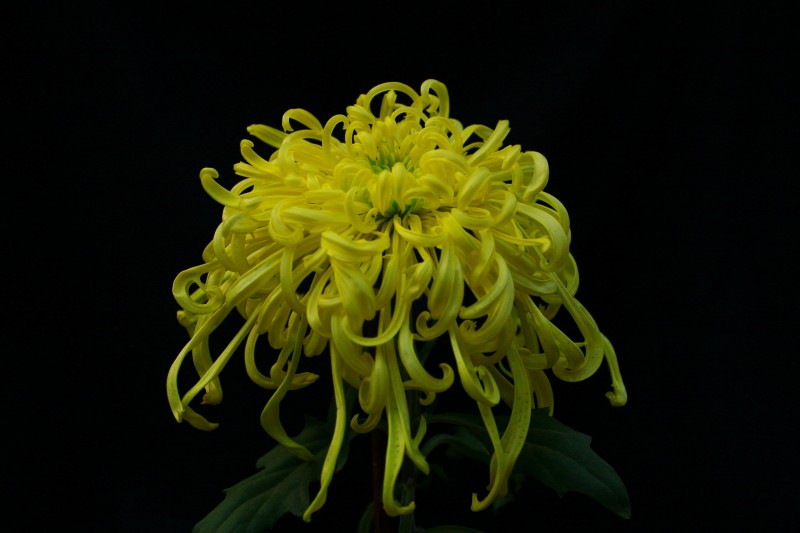 秋菊