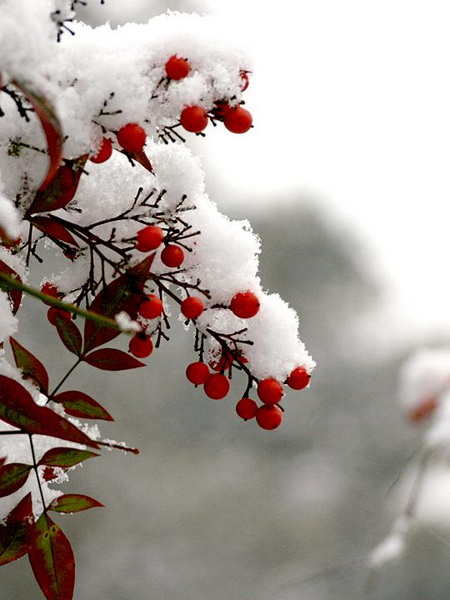 【原创】加明虎年摄影专辑 (不断增添中)