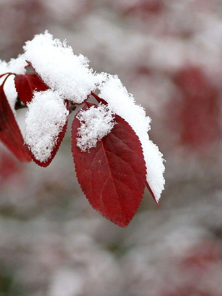 【原创】加明虎年摄影专辑 (不断增添中)