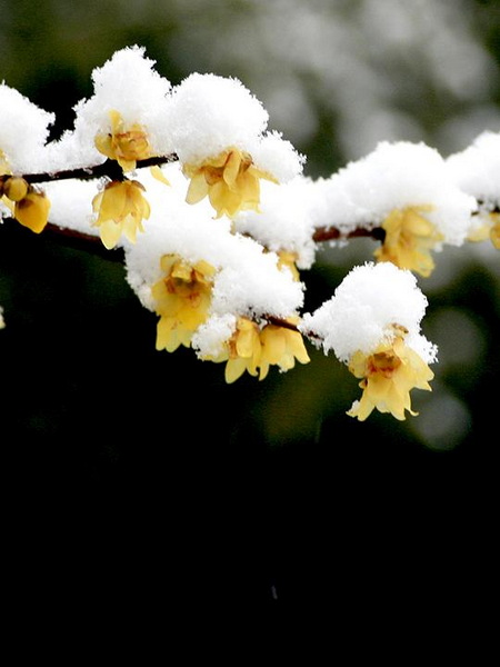 【原创】加明虎年摄影专辑 (不断增添中)