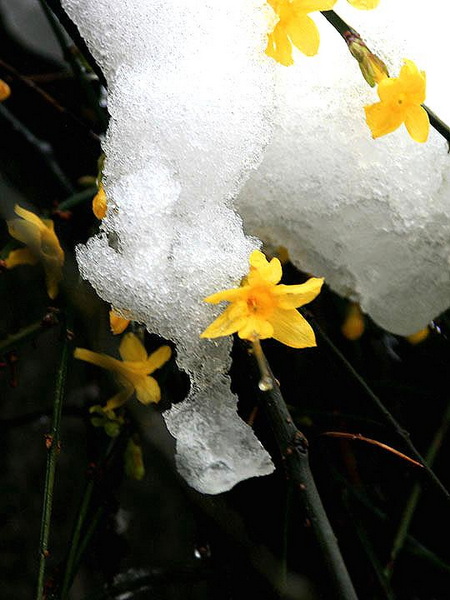 【原创】加明虎年摄影专辑 (不断增添中)
