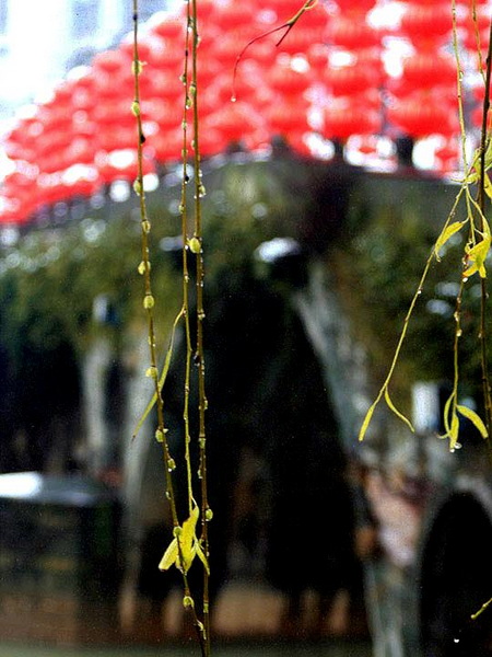 【原创】加明虎年摄影专辑 (不断增添中)