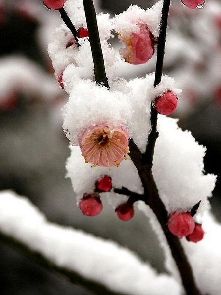 【原创】加明虎年摄影专辑 (不断增添中)