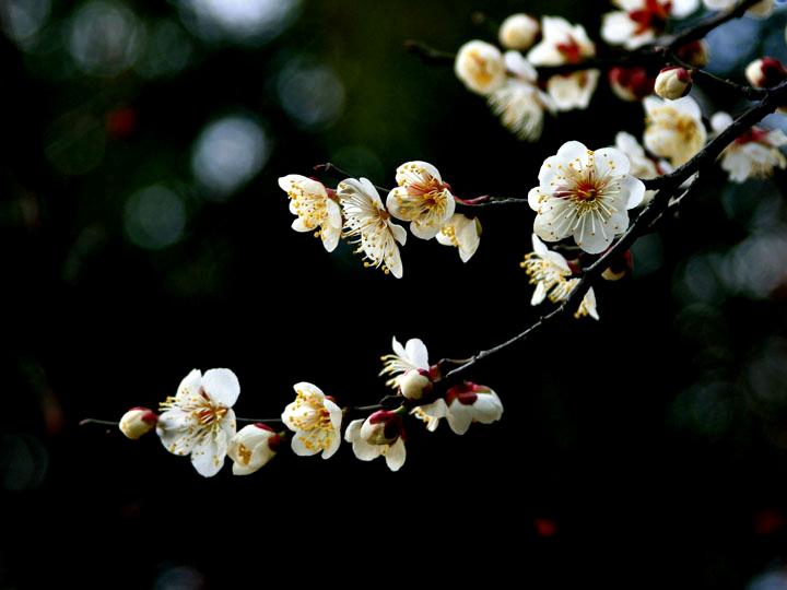 【原创】加明虎年摄影专辑 (不断增添中)