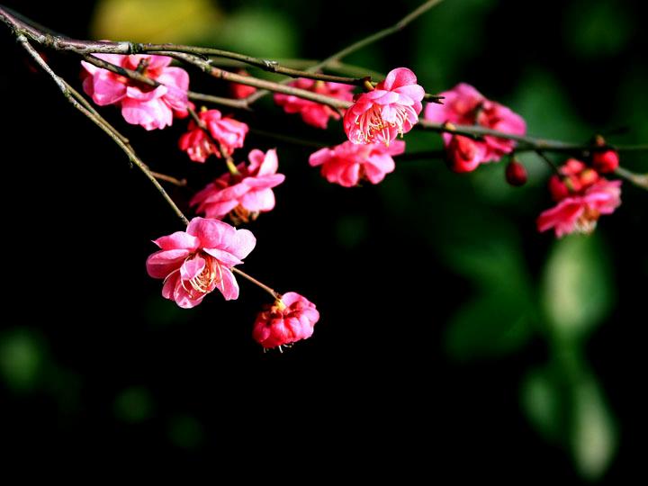 【原创】加明虎年摄影专辑 (不断增添中)