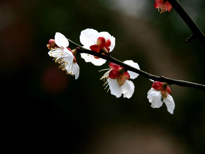 【原创】加明虎年摄影专辑 (不断增添中)