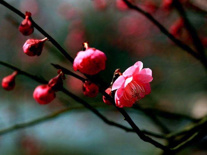 【原创】加明虎年摄影专辑 (不断增添中)