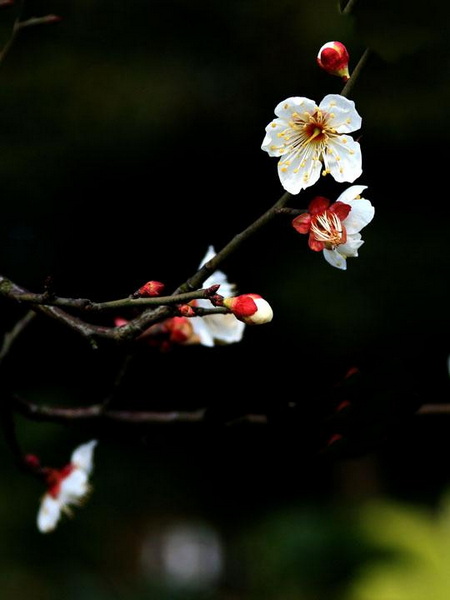 【原创】加明虎年摄影专辑 (不断增添中)