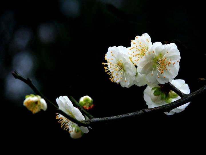 【原创】加明虎年摄影专辑 (不断增添中)