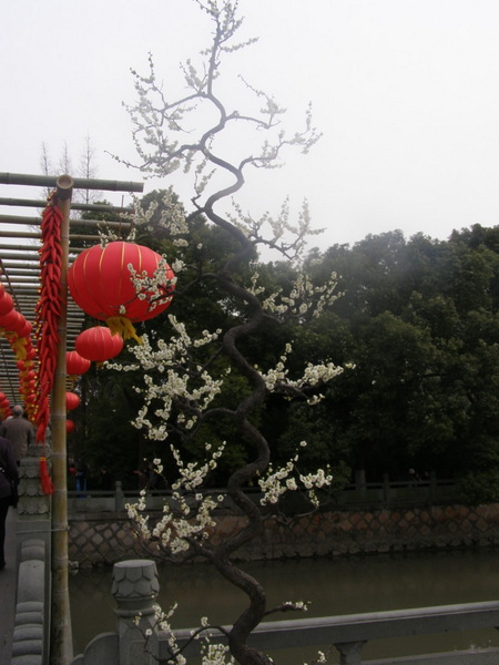 虎年新春采风探春梅