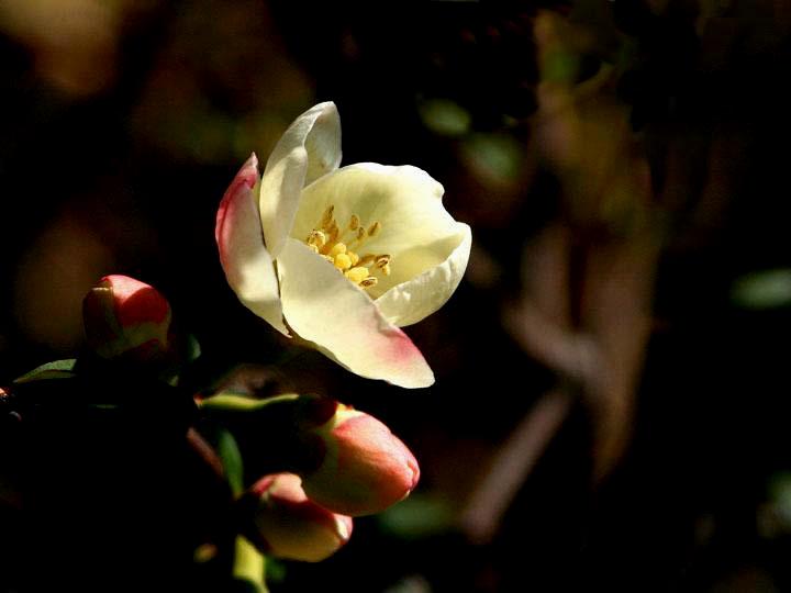 【原创】加明虎年摄影专辑 (不断增添中)