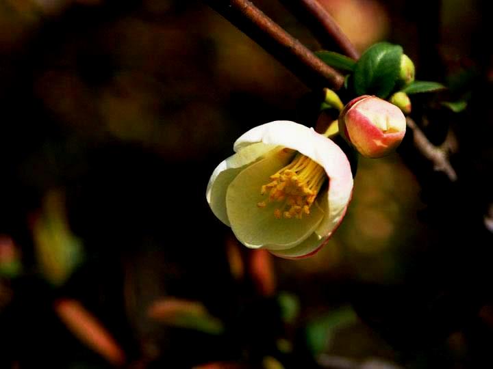 【原创】加明虎年摄影专辑 (不断增添中)