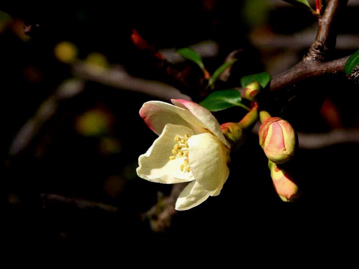 【原创】加明虎年摄影专辑 (不断增添中)