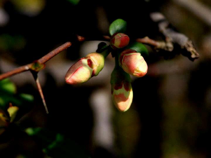 【原创】加明虎年摄影专辑 (不断增添中)