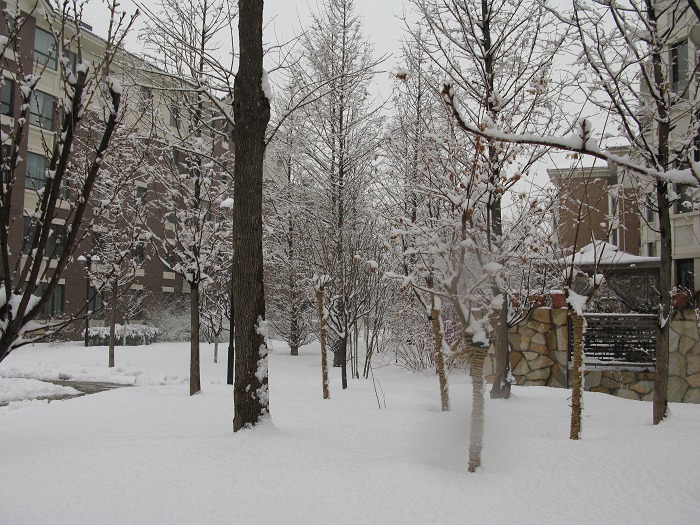 春雪