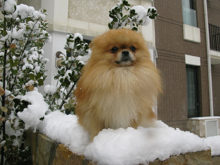 春雪