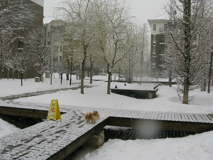 春雪