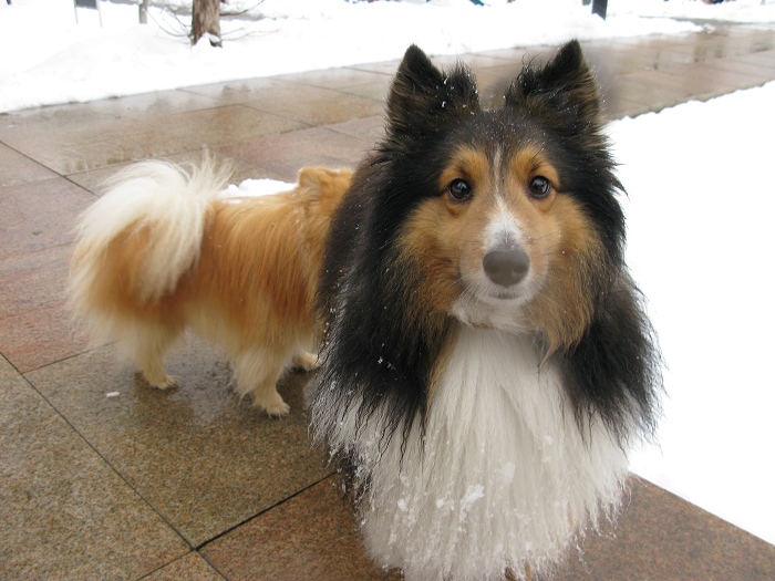 春雪