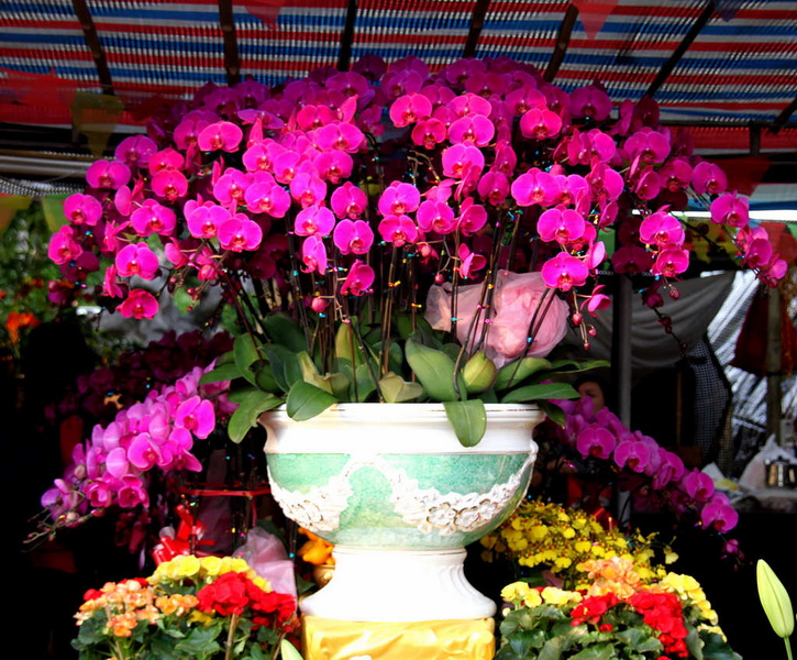 春节逛花市