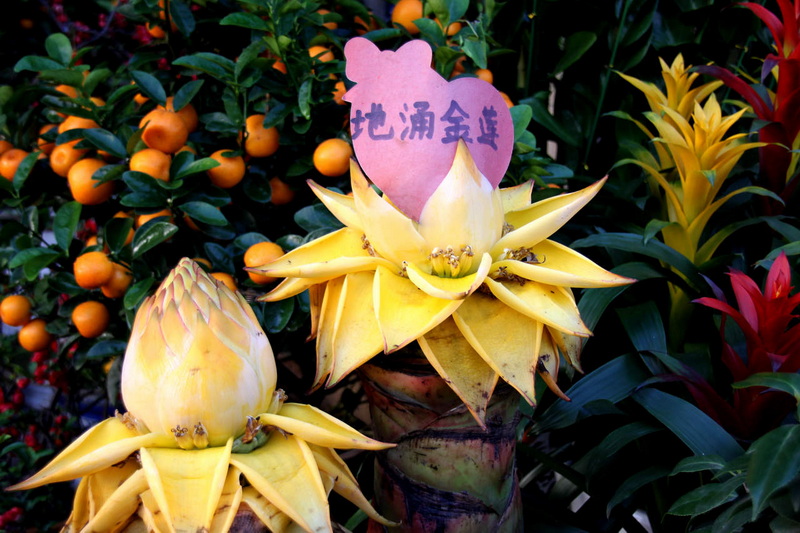 春节逛花市