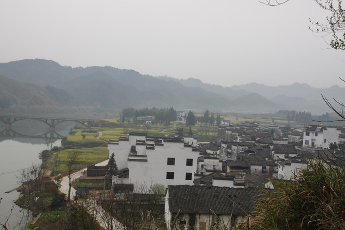 黄花盛开的时节