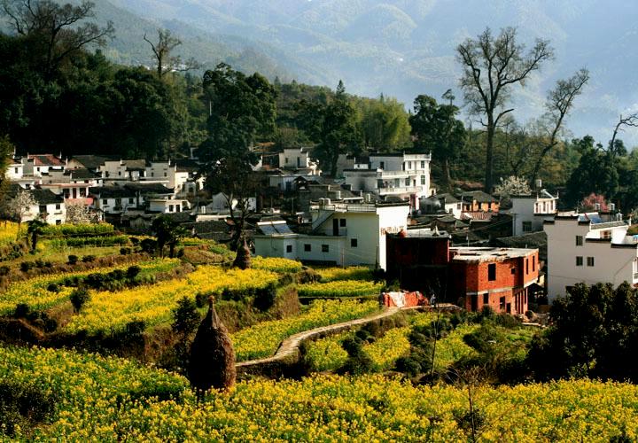 【原创】加明虎年摄影专辑 (不断增添中)