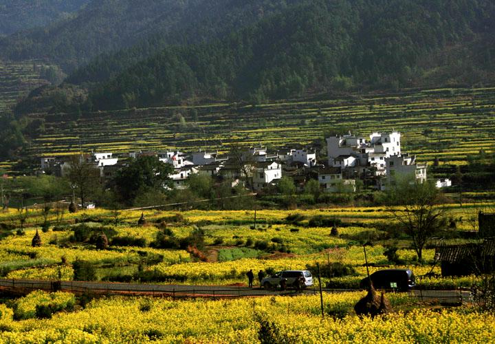 【原创】加明虎年摄影专辑 (不断增添中)