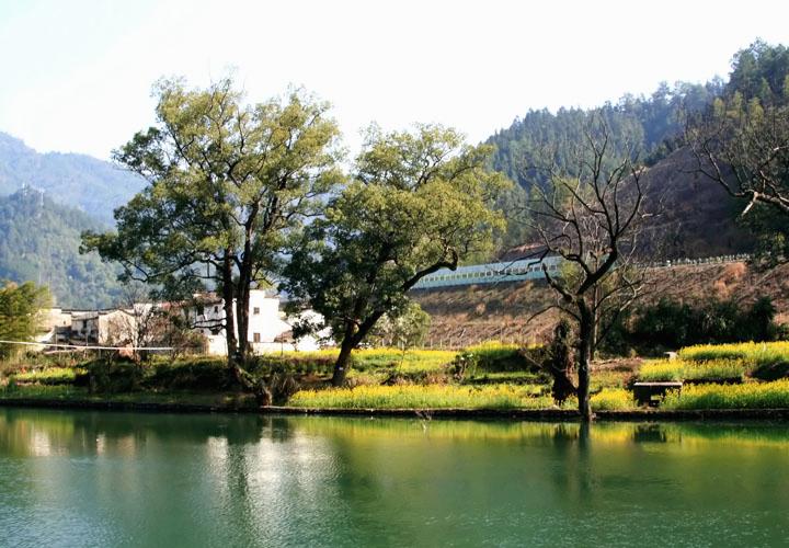 【原创】加明虎年摄影专辑 (不断增添中)