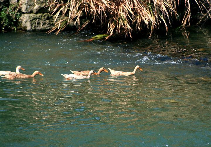 【原创】加明虎年摄影专辑 (不断增添中)