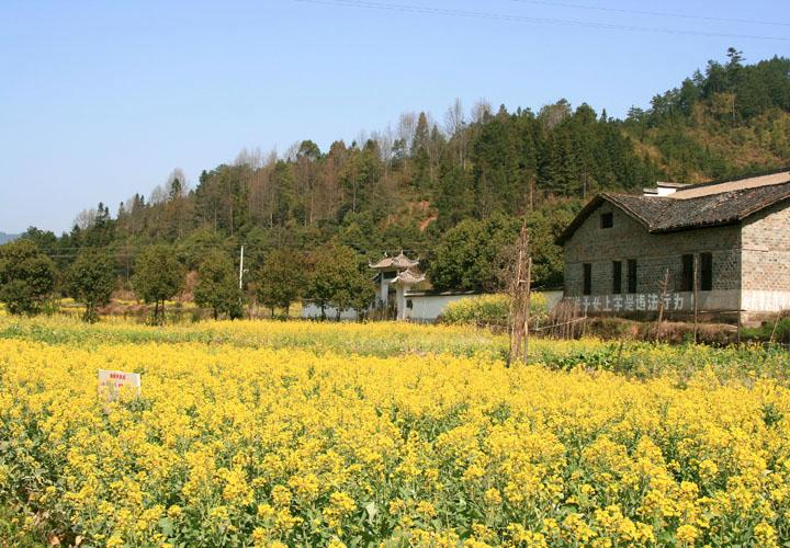 【原创】加明虎年摄影专辑 (不断增添中)