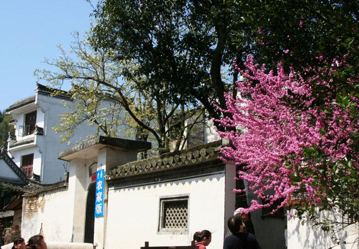 【原创】加明虎年摄影专辑 (不断增添中)