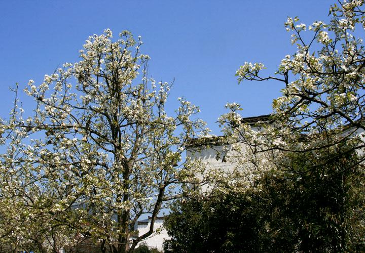 【原创】加明虎年摄影专辑 (不断增添中)