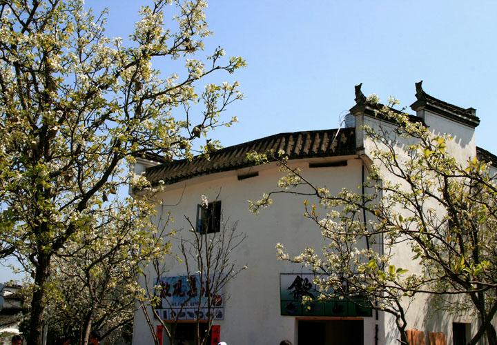 【原创】加明虎年摄影专辑 (不断增添中)